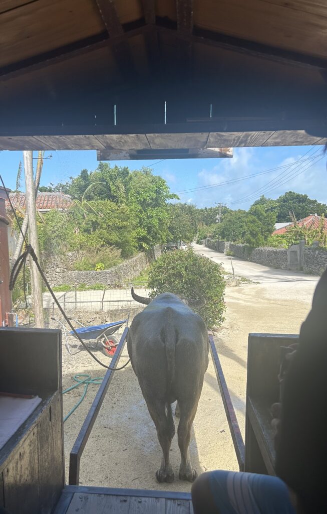 水牛車
