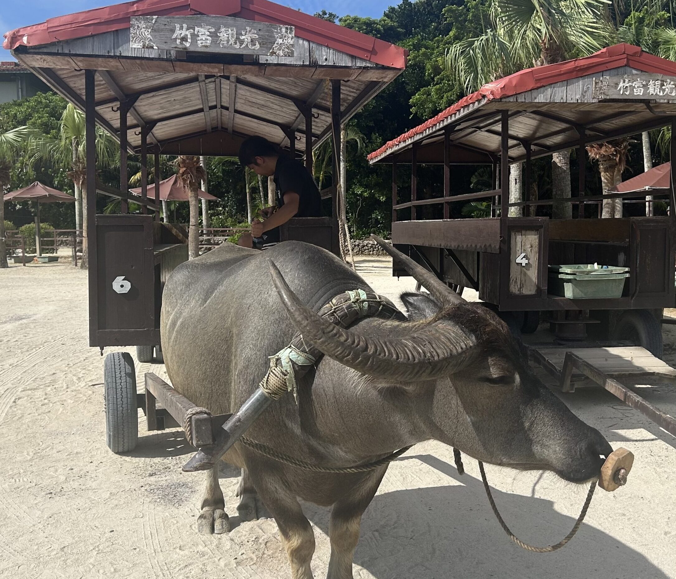水牛車