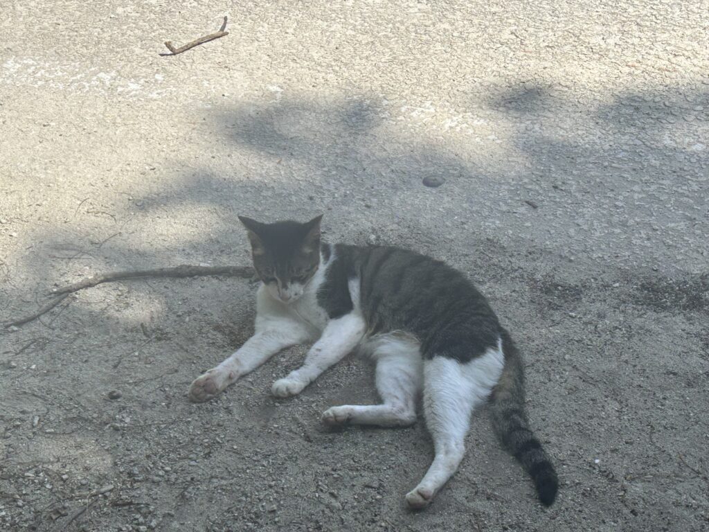 カイジ浜の猫